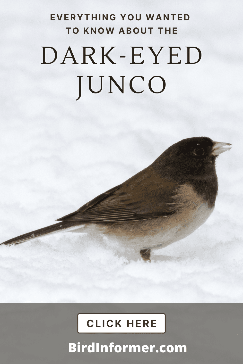 Dark-eyed Junco