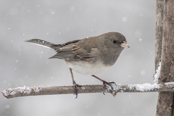 Dark-eyed Junco in snow