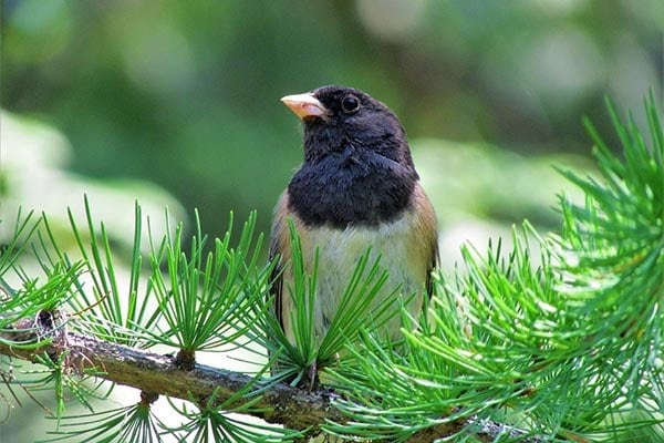 Dark-eyed Junco in tree