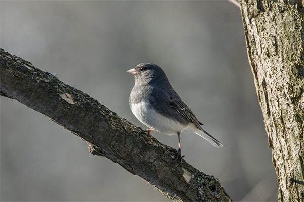 Dark-eyed Junco on branch