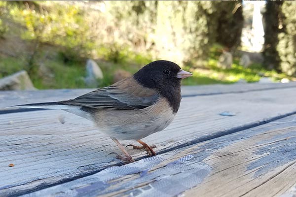 Dark-eyed Junco on ground