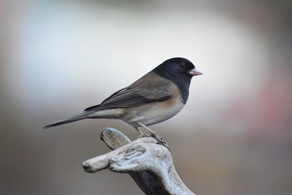 Dark-eyed Junco sideview