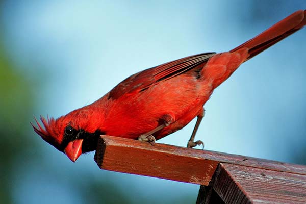 Would You Believe Cardinals Don’t Use Birdhouses?