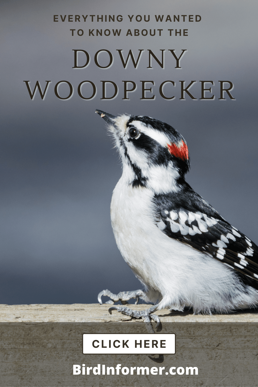 Downy Woodpecker