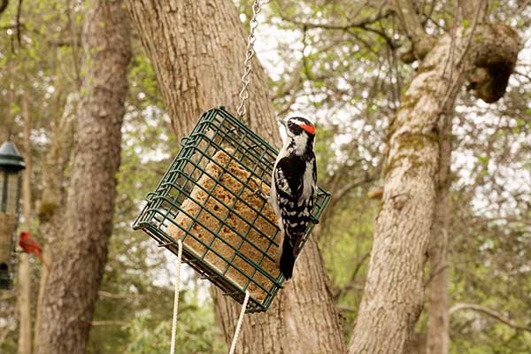 Downy Woodpecker eating suet