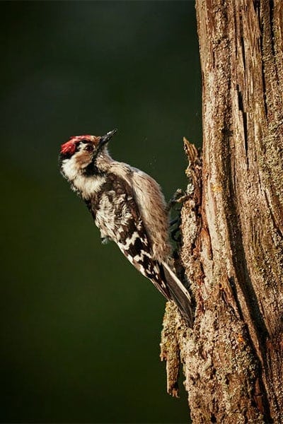 Downy Woodpecker hammering
