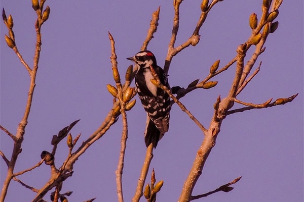 Downy Woodpecker in summer