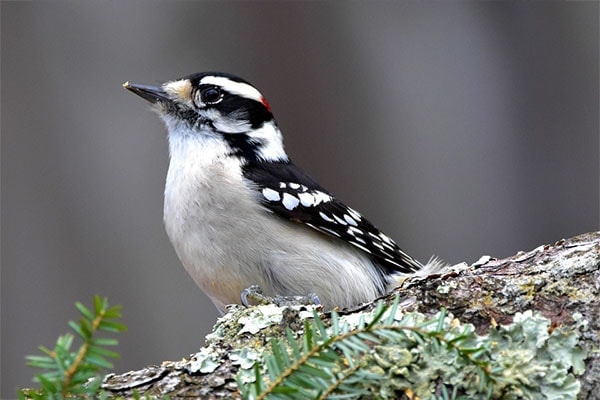 Downy Woodpecker on pine tree