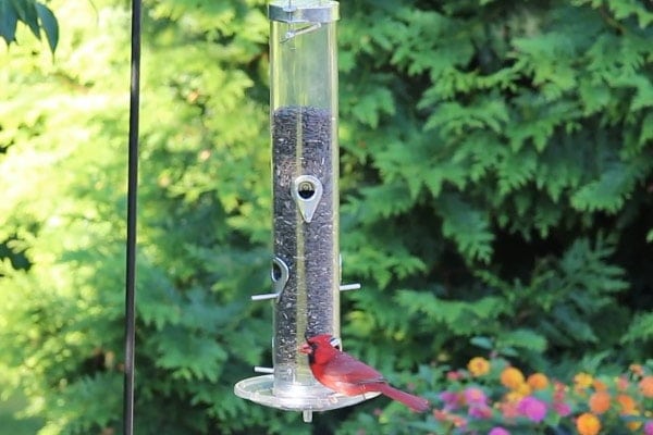 A-6RP Classic Ring Pull Bird Feeder Review (2024)