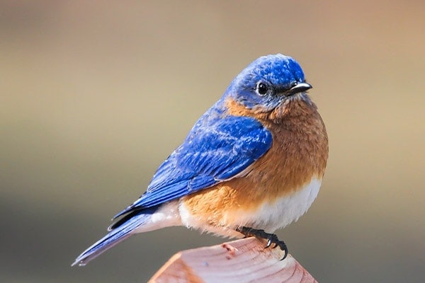 Eastern Bluebird close-up view