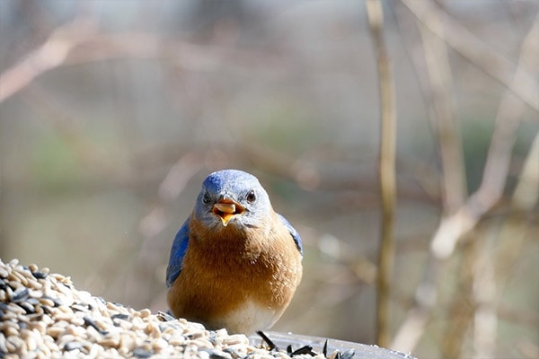 Eastern Bluebird eating