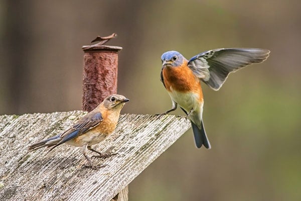 Eastern Bluebird male and female