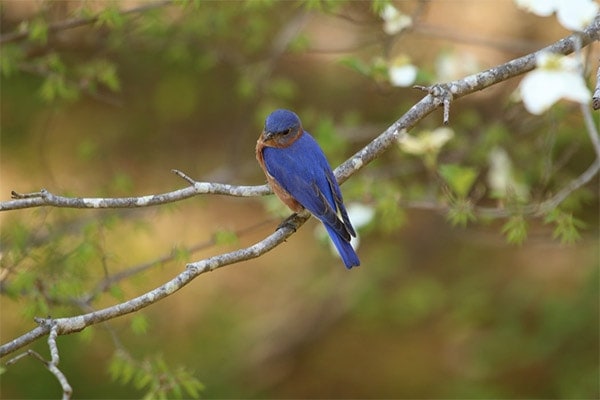 Eastern Bluebird on branch