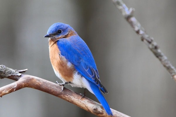 Eastern Bluebird sideview