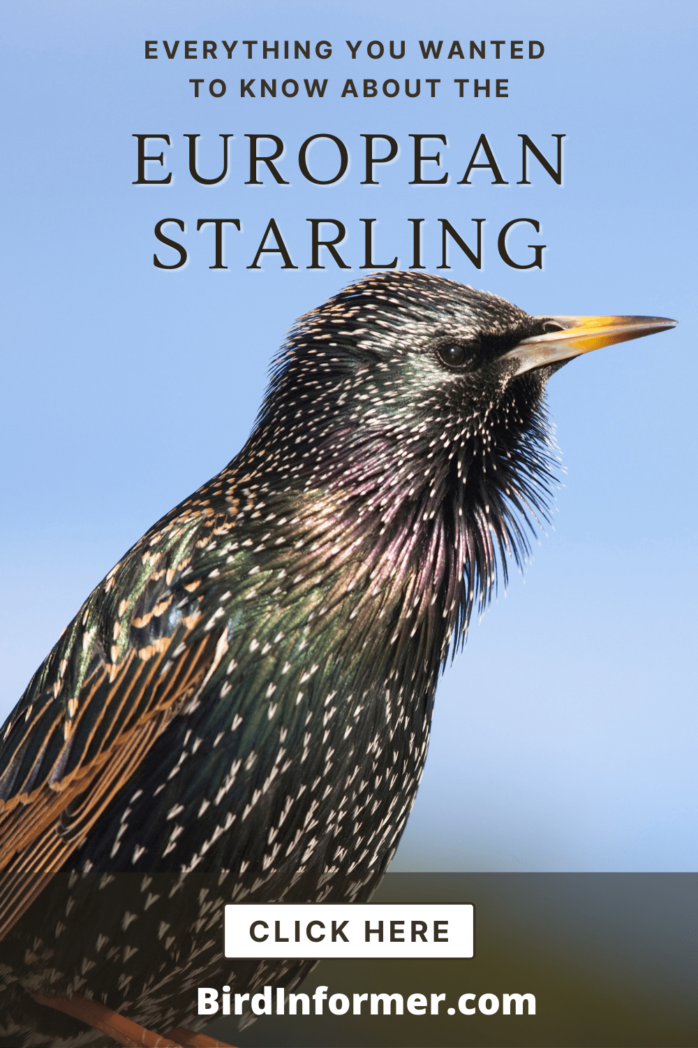 European Starling