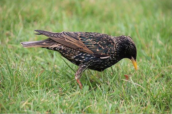 European Starling eating insects