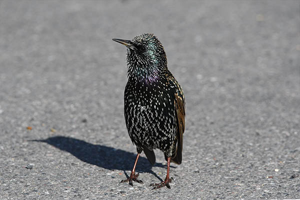 European Starling front view