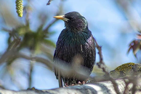 European Starling in tree