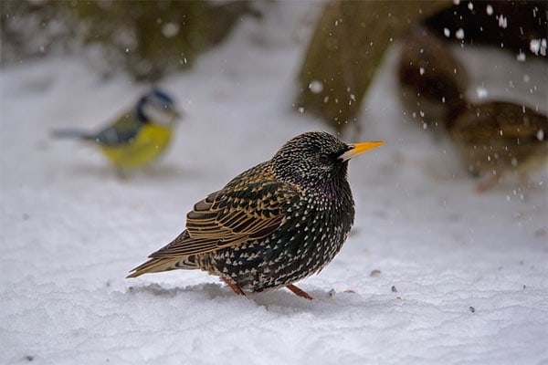 European Starling in winter