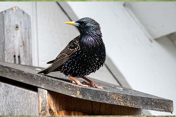 European Starling side view