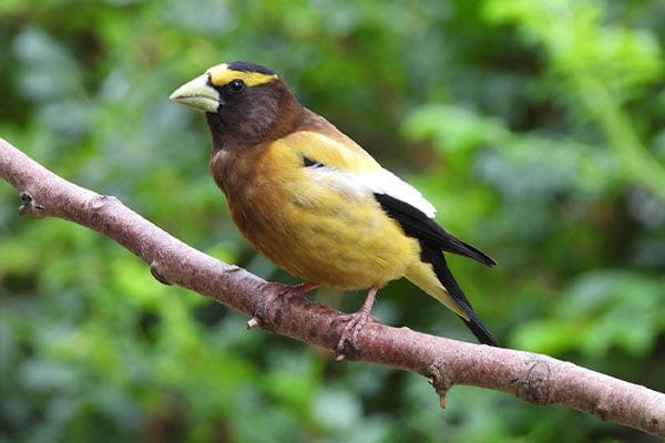 Evening Grosbeak close-up view