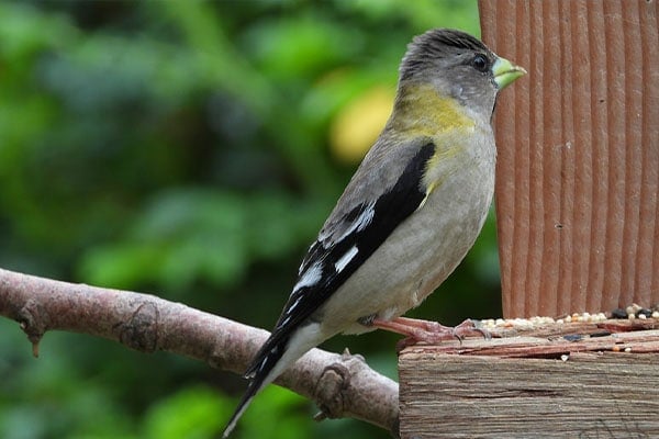 Evening Grosbeak eating