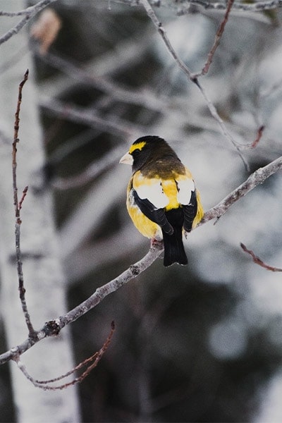 Evening Grosbeak in winter