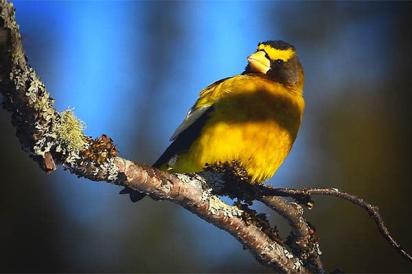 Evening Grosbeak perched in tree