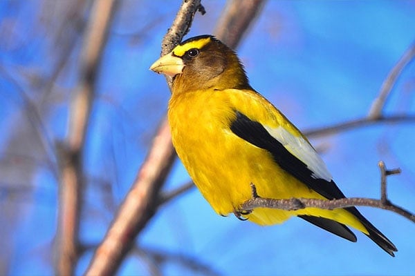 Evening Grosbeak side view