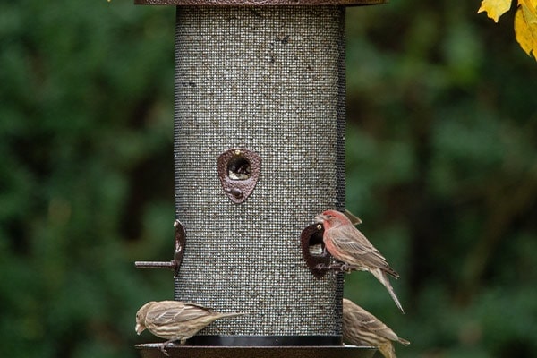 Giant Combo Bird Feeder