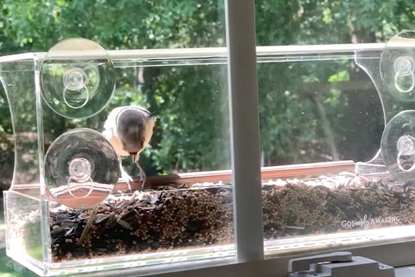 Go Simply Amazing Window Bird Feeder Review