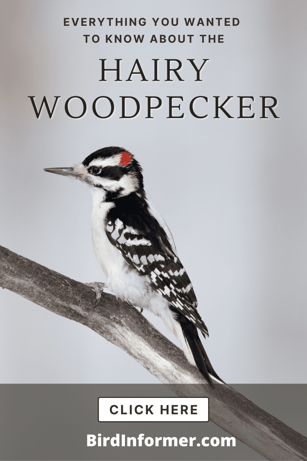 Hairy Woodpecker