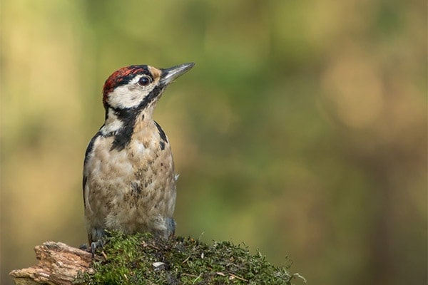Hairy Woodpecker front view