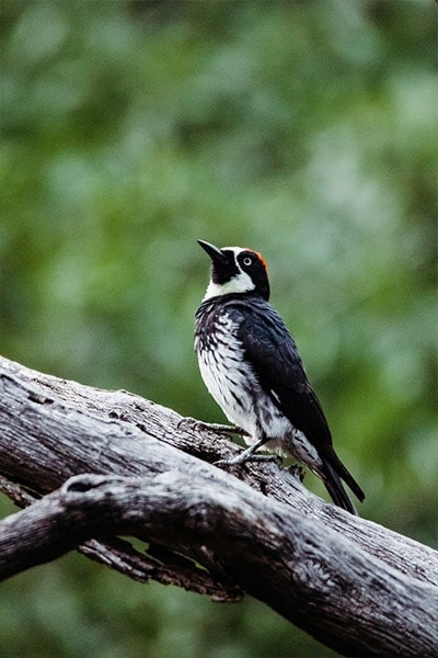 Hairy Woodpecker in tree