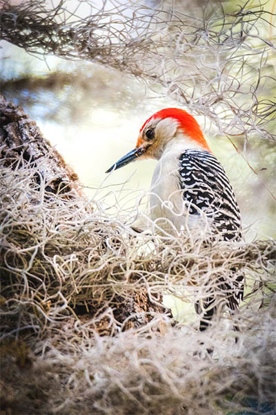 Hairy Woodpecker nesting