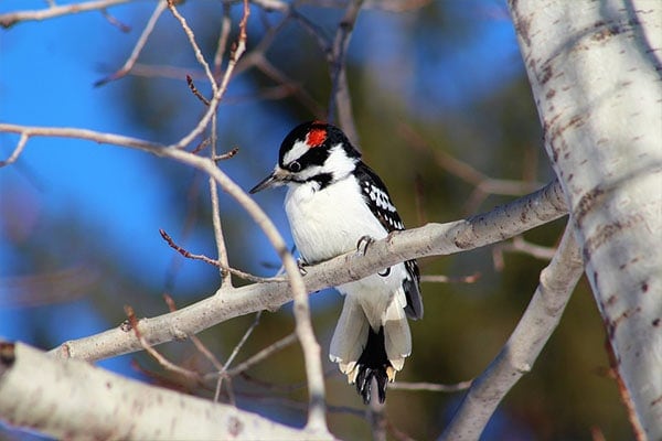 Hairy Woodpecker perched