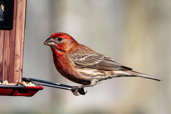 House Finch eating