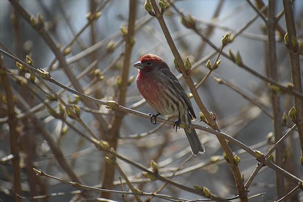 House Finch in spring