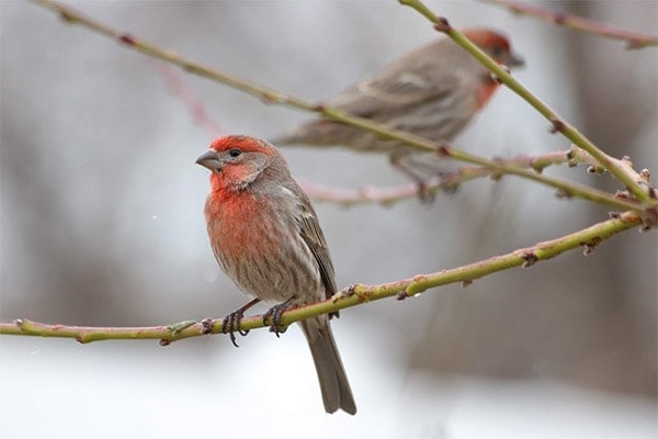 House Finch in tree