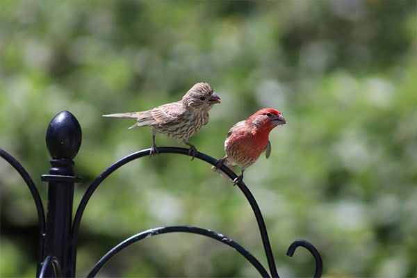 House Finch male and female