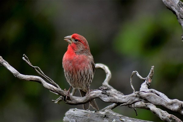 House Finch singing