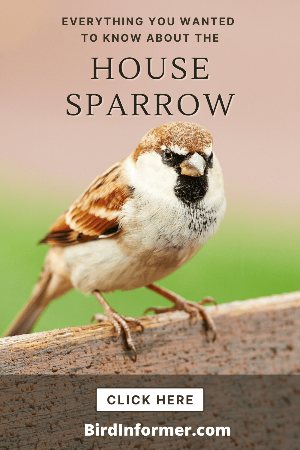 House Sparrow