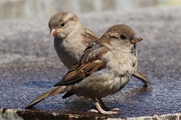 House Sparrow birds