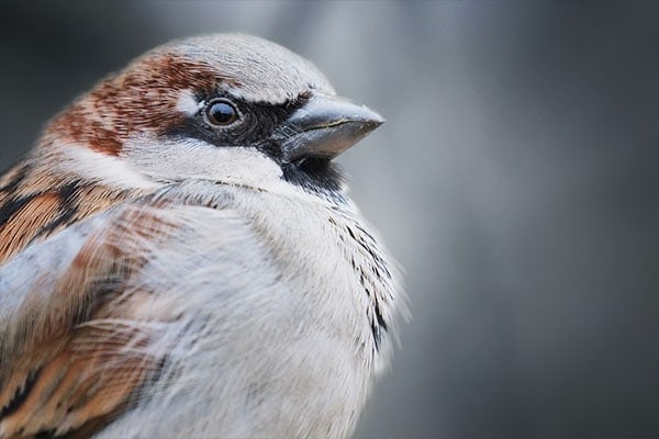 House Sparrow close-up view