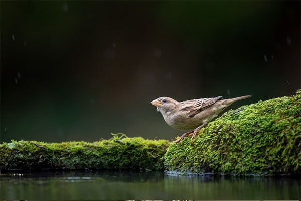 House Sparrow drinking water