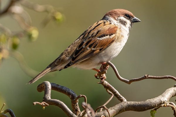 House Sparrow perched