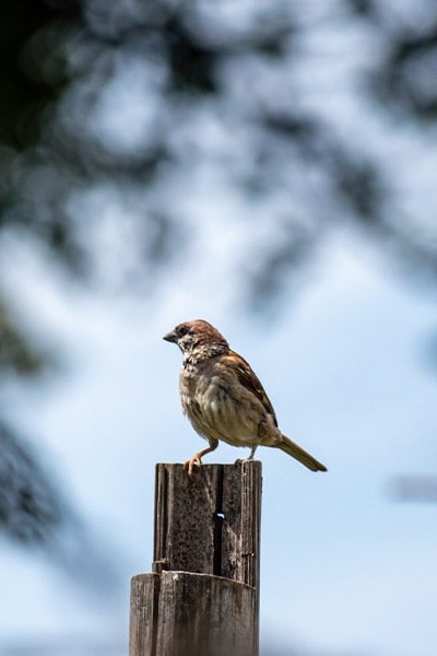 House Sparrow side view