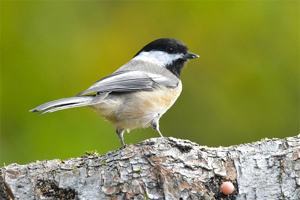 Image Of A Black-Capped Chickadee