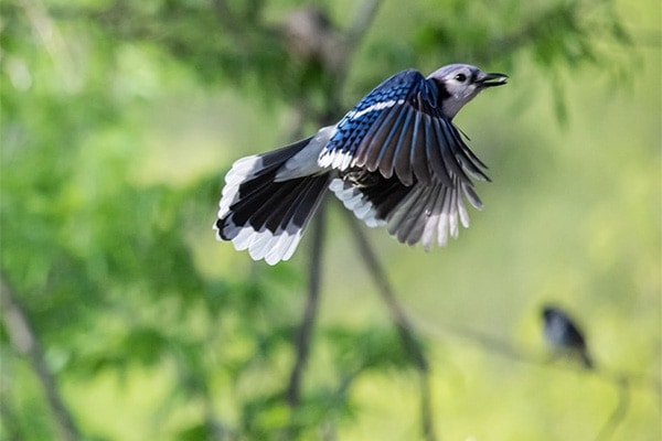 Image Of Blue Jay Flying