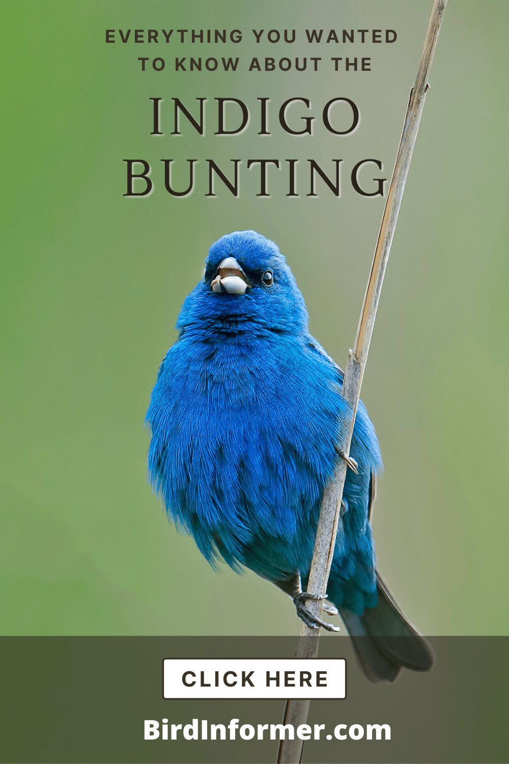 Indigo Bunting